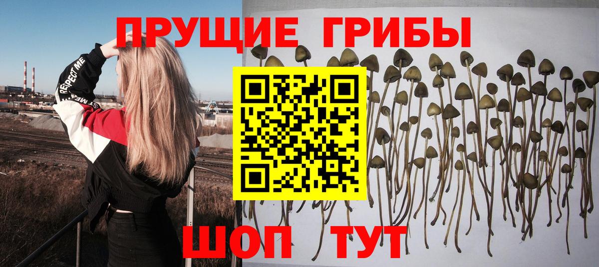 наркота  Галлюциногенные грибы Psilocybe  Вход с VPN  Волжский 